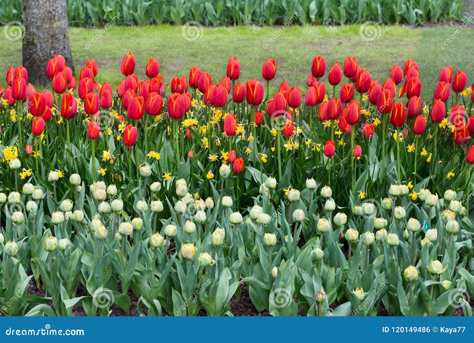 Bloemen in het Keukenhof-park, Lisse nederland