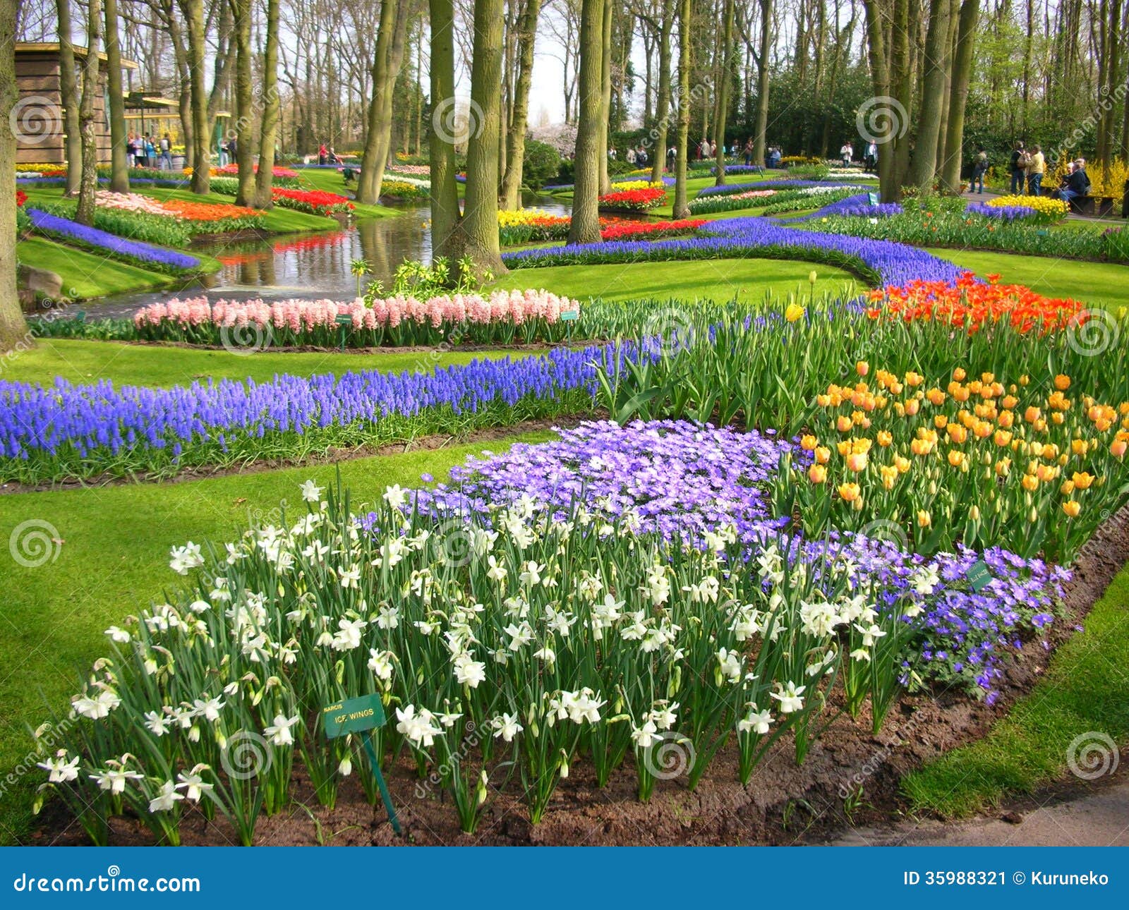 Bloemen in Keukenhof, Nederland Stock Afbeelding - Image of holland,  landschap: 35988321
