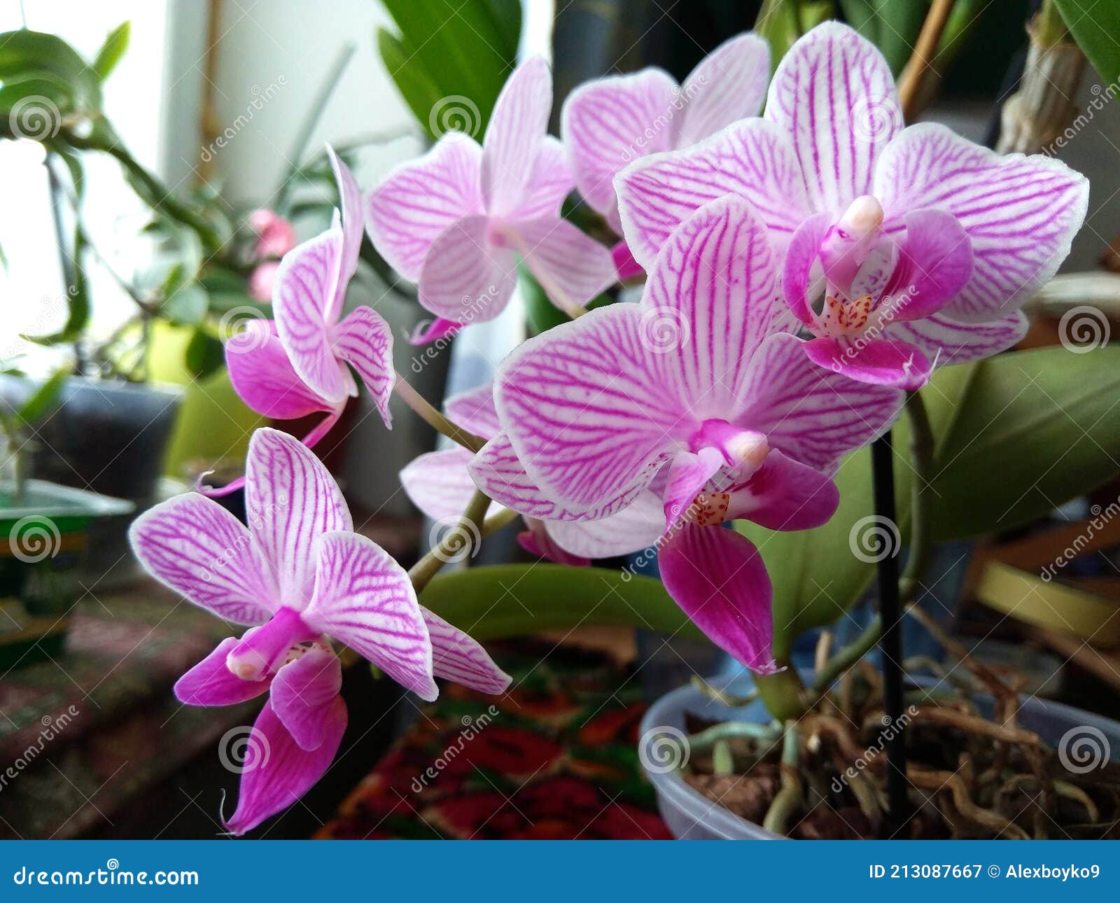 tunnel hoog waarheid Bloemen Van Mini-orchideeën. Orchidee in Roze Strepen Thuis. Paars.  Huisplanten. Tropische Bloemen in Huis Stock Afbeelding - Image of helder,  bloemen: 213087667