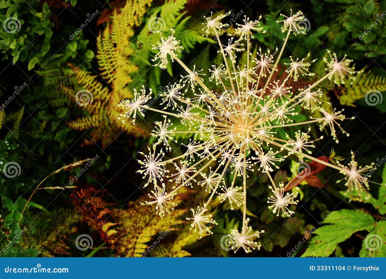 Bloemen vlok. Een detail van een wildflower met een vlok-vormige bloeiwijze