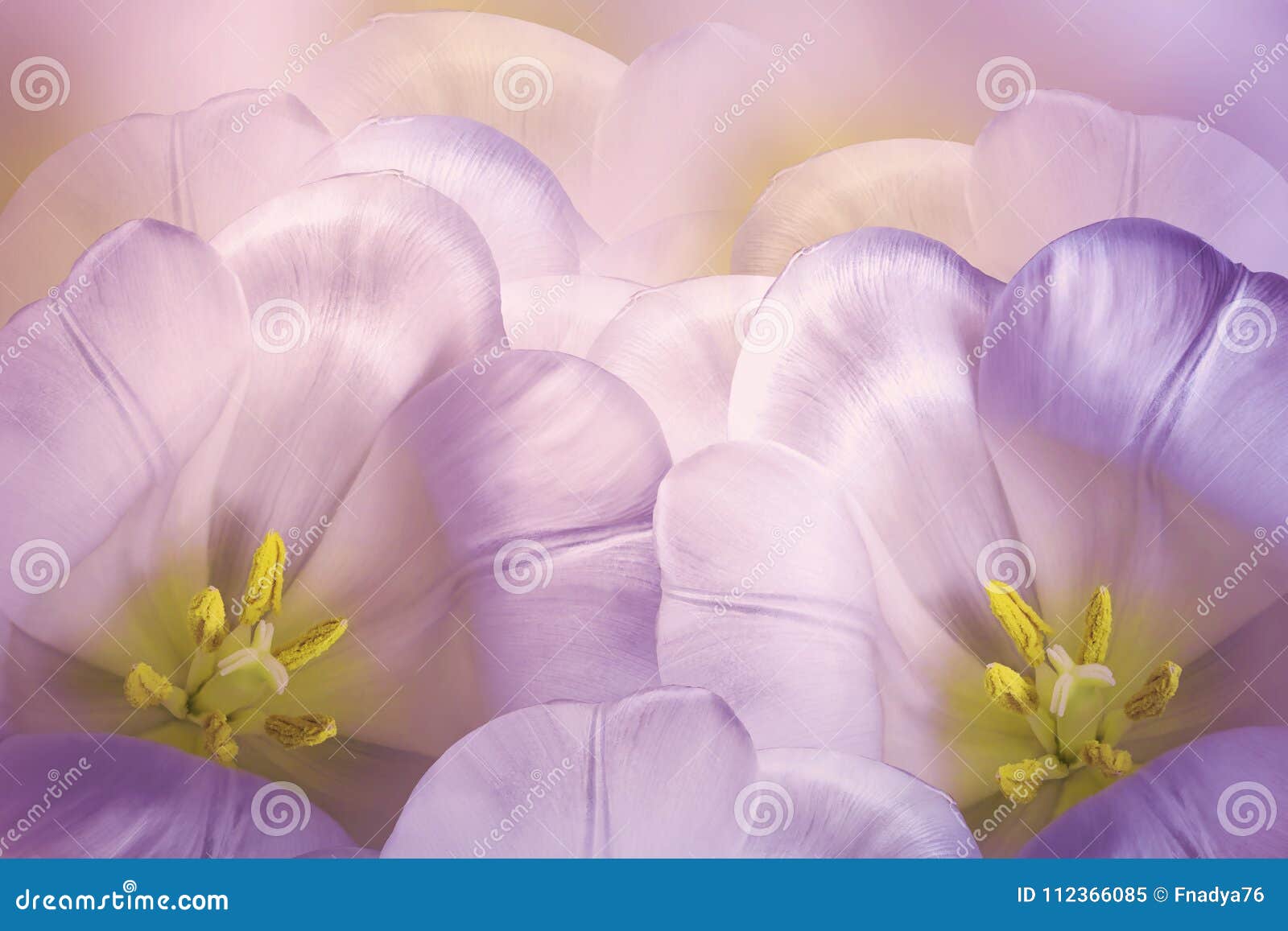 Blom- vår Ð·,rosa färg-violett bakgrund Rosa tulpanblomning för blommor Närbild greeting lyckligt nytt år för 2007 kort Natur