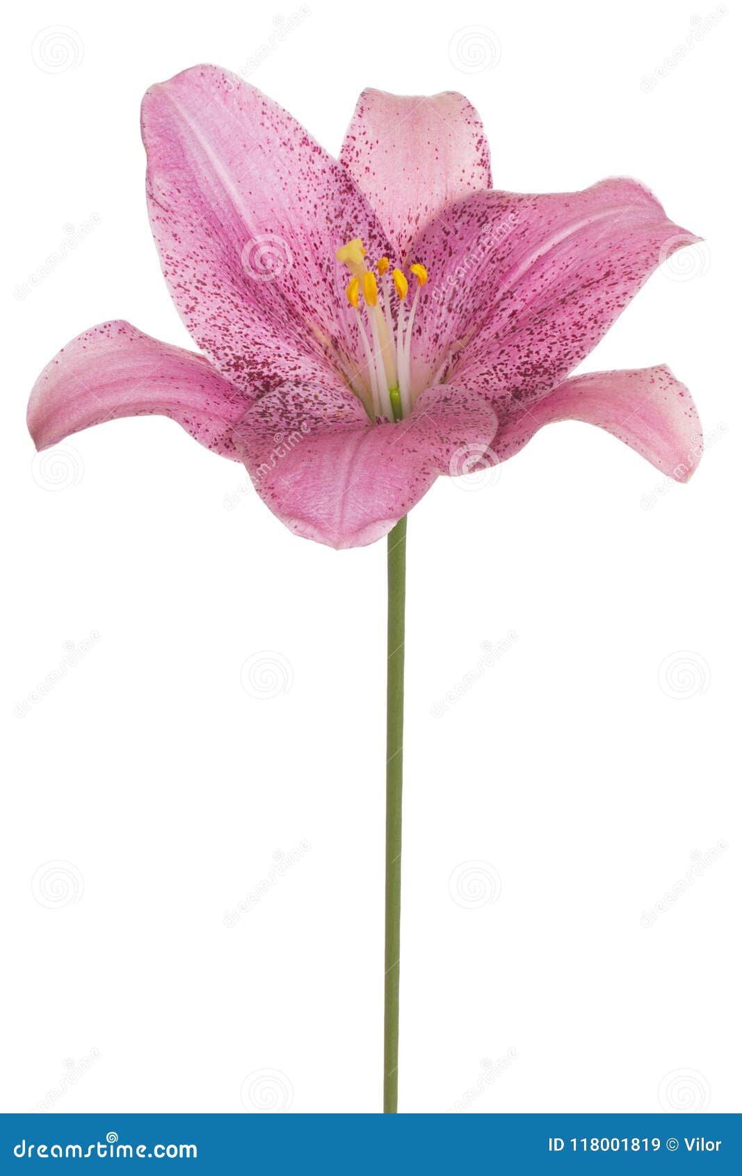 Blomma isolerad lilja. Studio som skjutas av rosa färger kulöra Lily Flower Isolated på vit bakgrund Stort djup av fältet DOF Makro