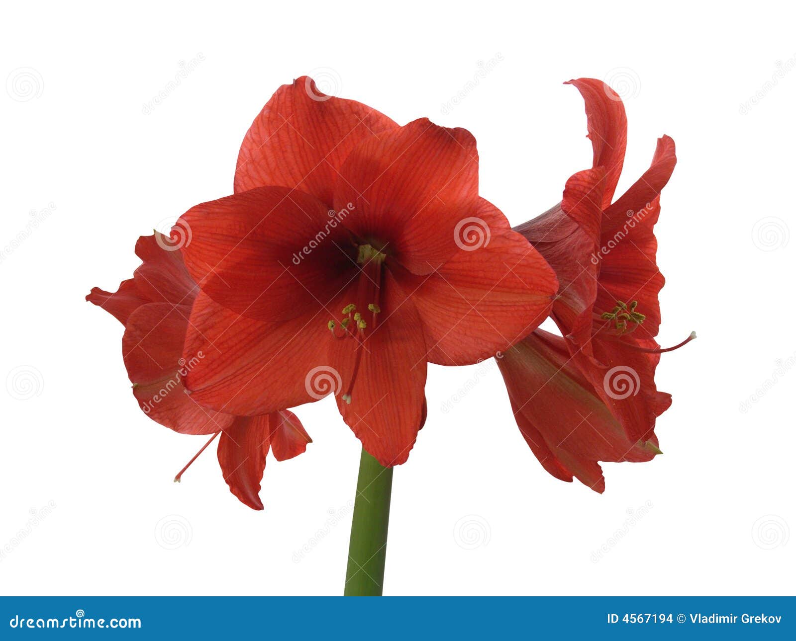 Blomma red för amaryllis. Blomma trevlig röd white för amaryllisbakgrund