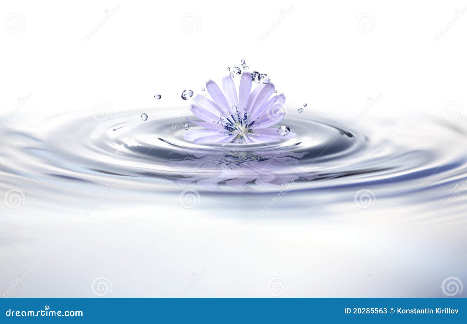 Blomma vatten. Vatten för sommar för härlig blå begreppsblomma wild plaska