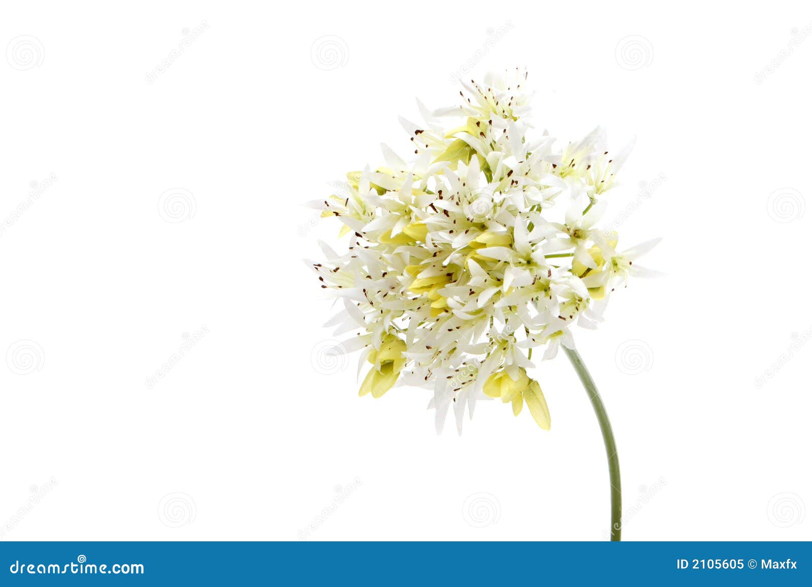 Blommawhite. Isolerad white för bakgrund blomma