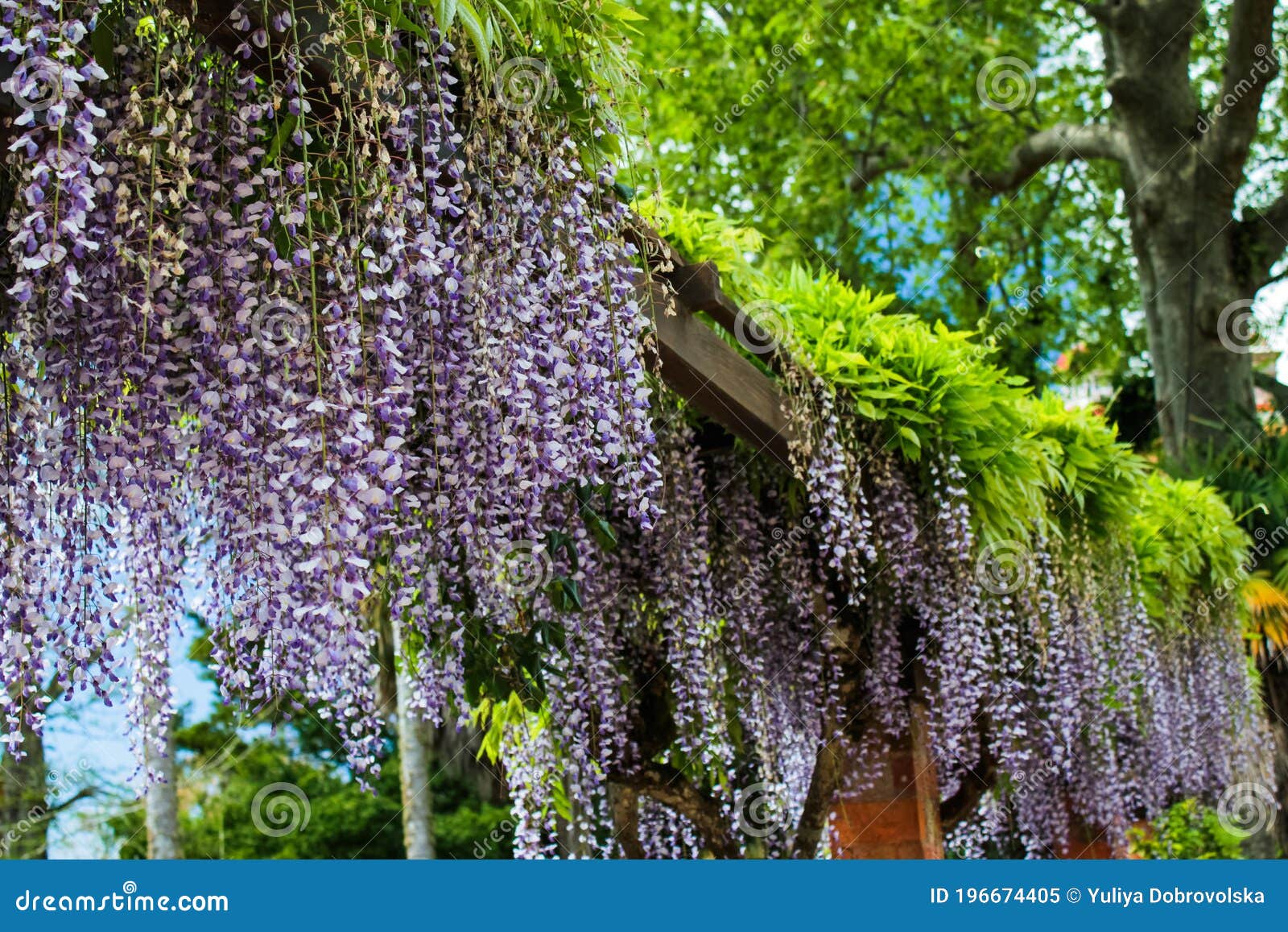 Blommor Av Wisteria I Montserrat Palace Sintra Portugal. Fotografering ...