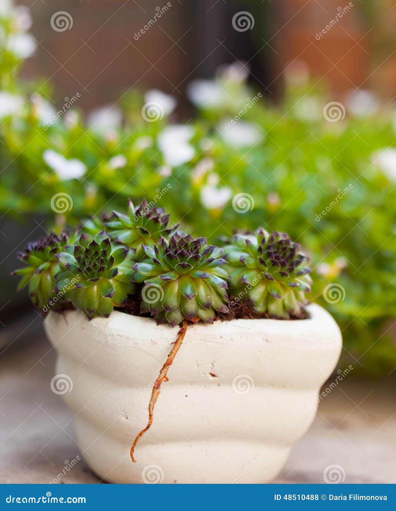 Blommor i krukar. Flera returnerar blommor i krukor