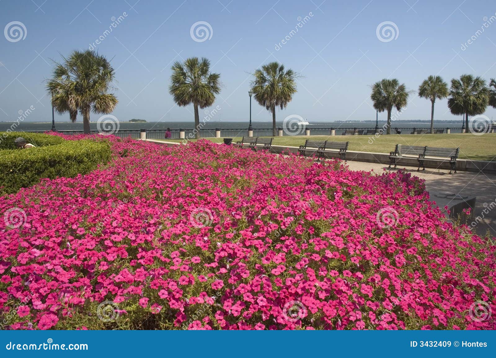 Blommor parkerar pink. Benches trees USA för den i stadens centrum blommor för springbrunnen för carolonacharleston södra för parken pinken för ananas