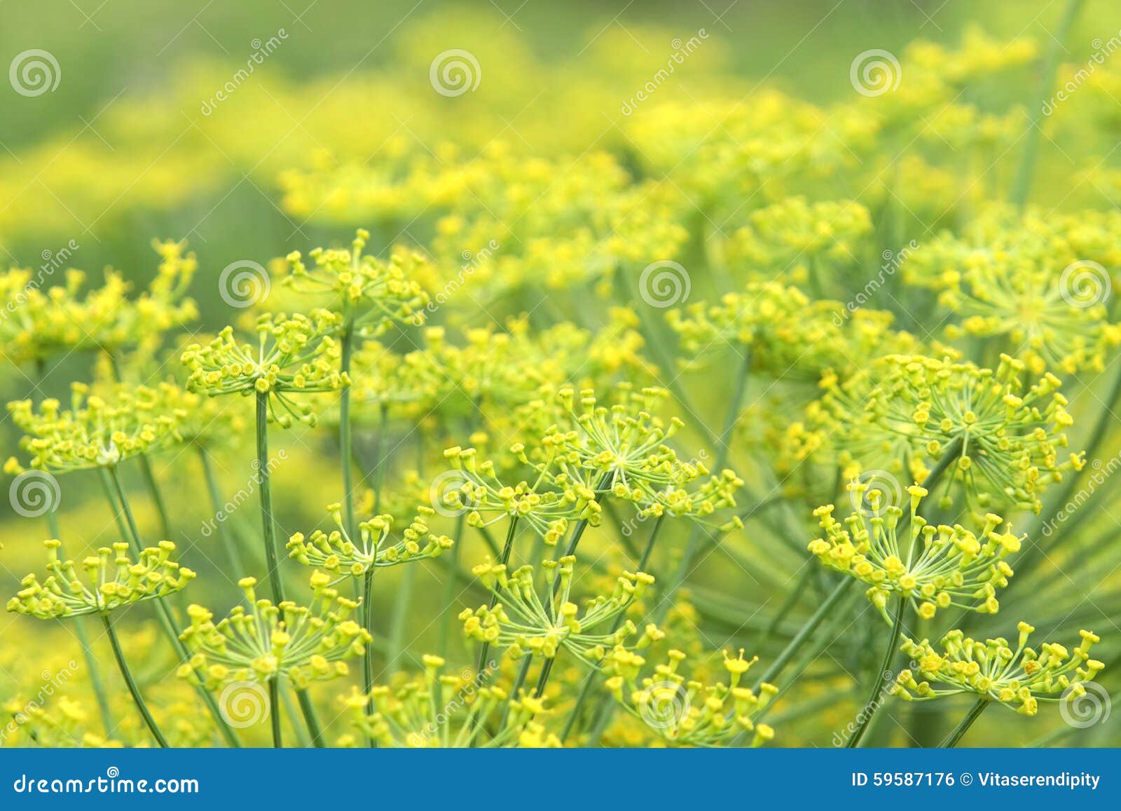 Blomstra dill. Blomningdill stänger sig upp på grunt djup av fältbakgrund