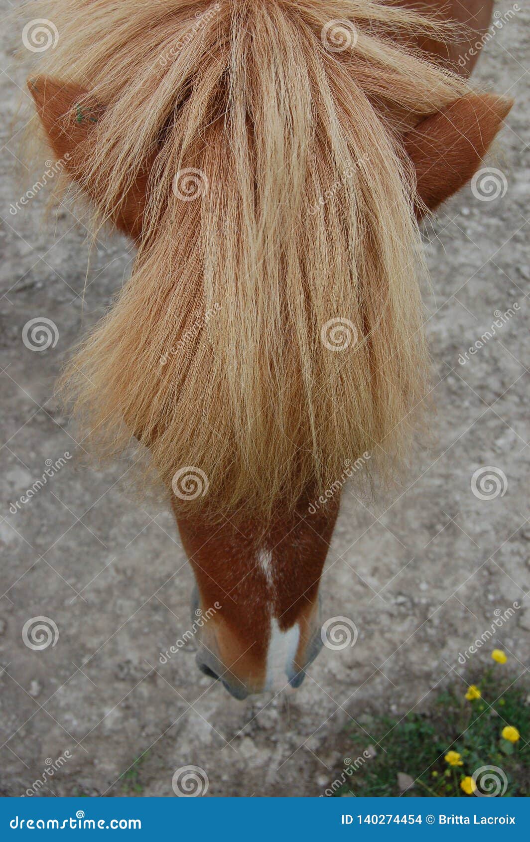 Blond Horse Bangs stock photo. Image of yellow, flowers 140274454