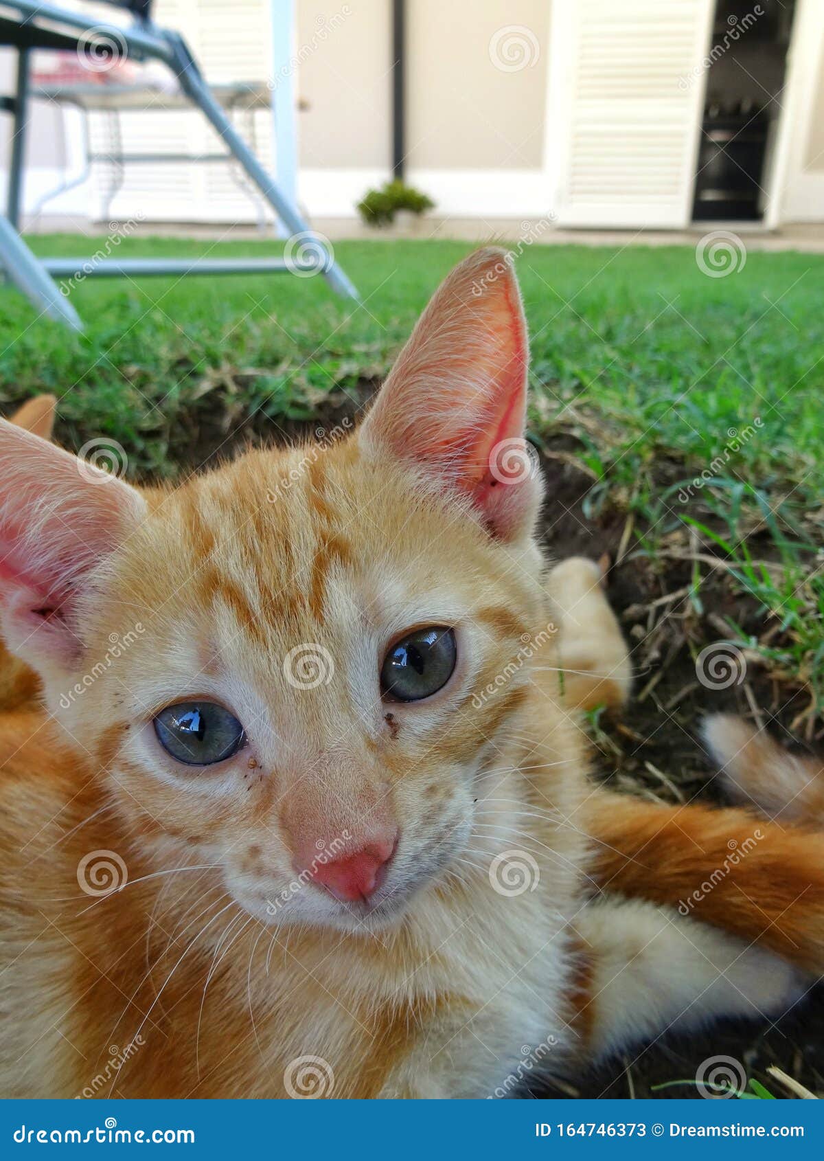 blond cat looking at camera - gato rubio mirando camara