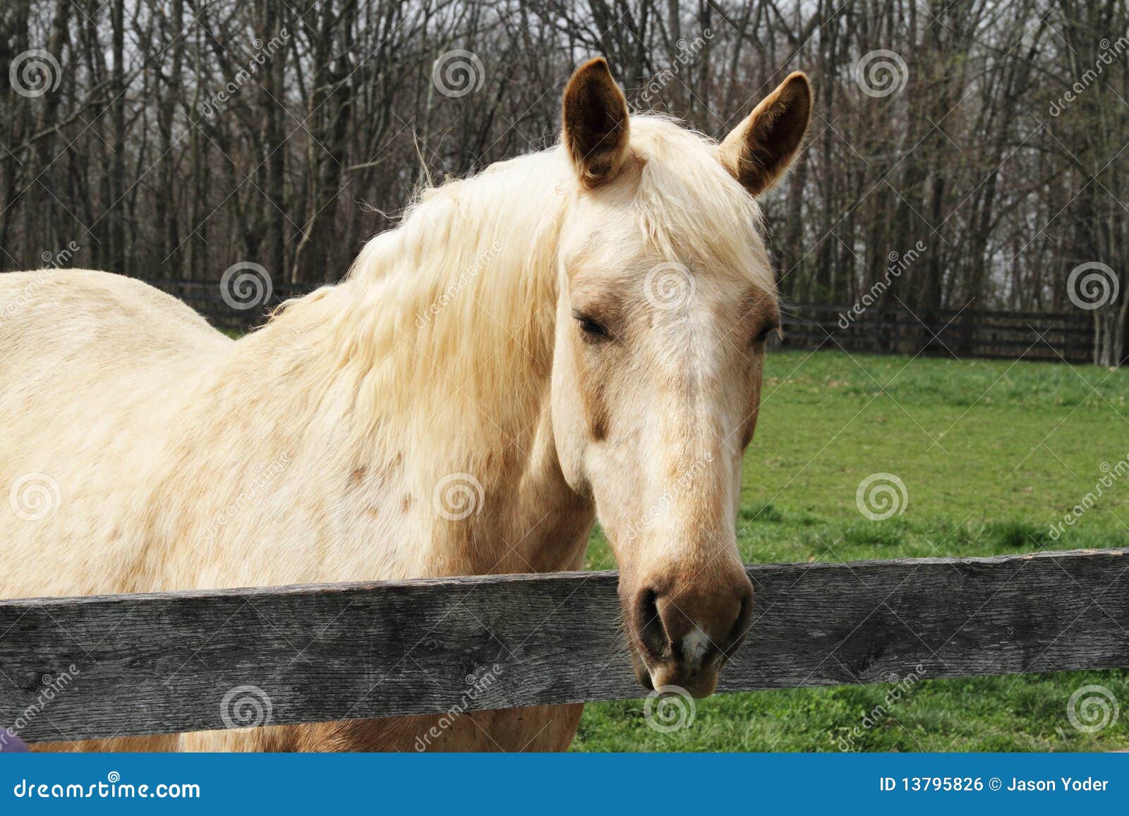 Blond Horse Breeds - wide 5