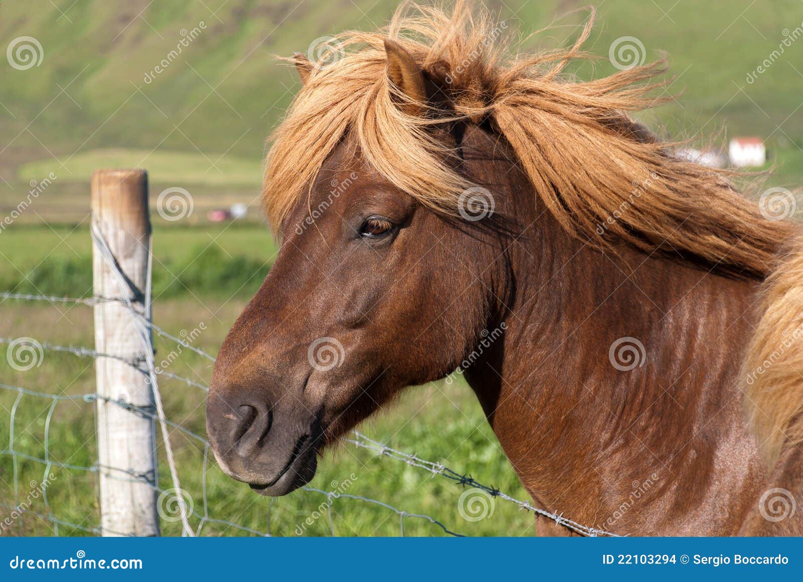 Blond Horse Breeds - wide 2