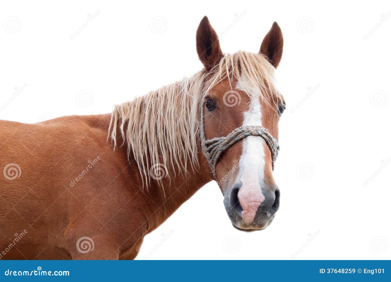 Blond Horse Markings - wide 2