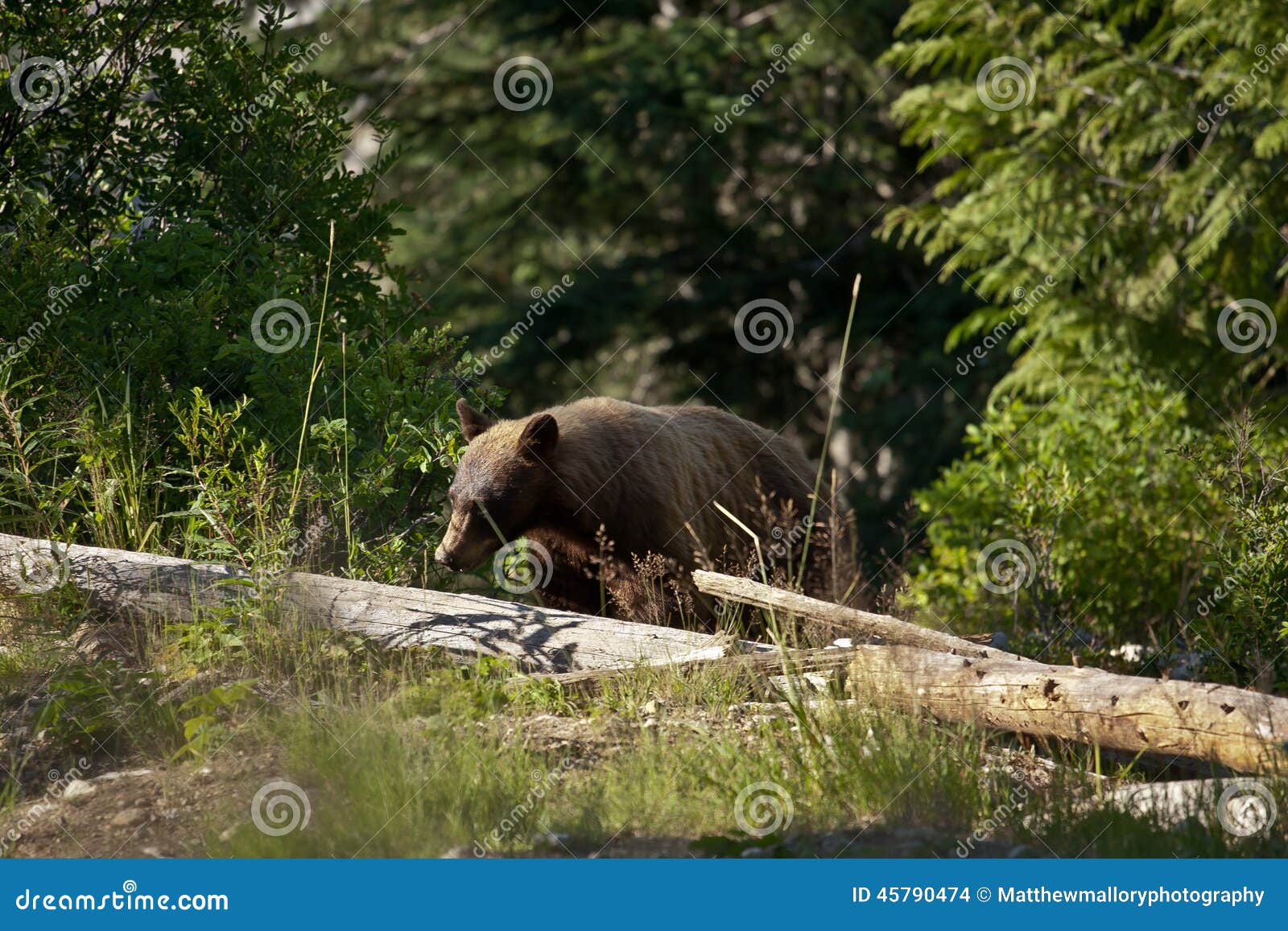 Blonde Black Bear stock photo. Image of nature, blondebear 45790474