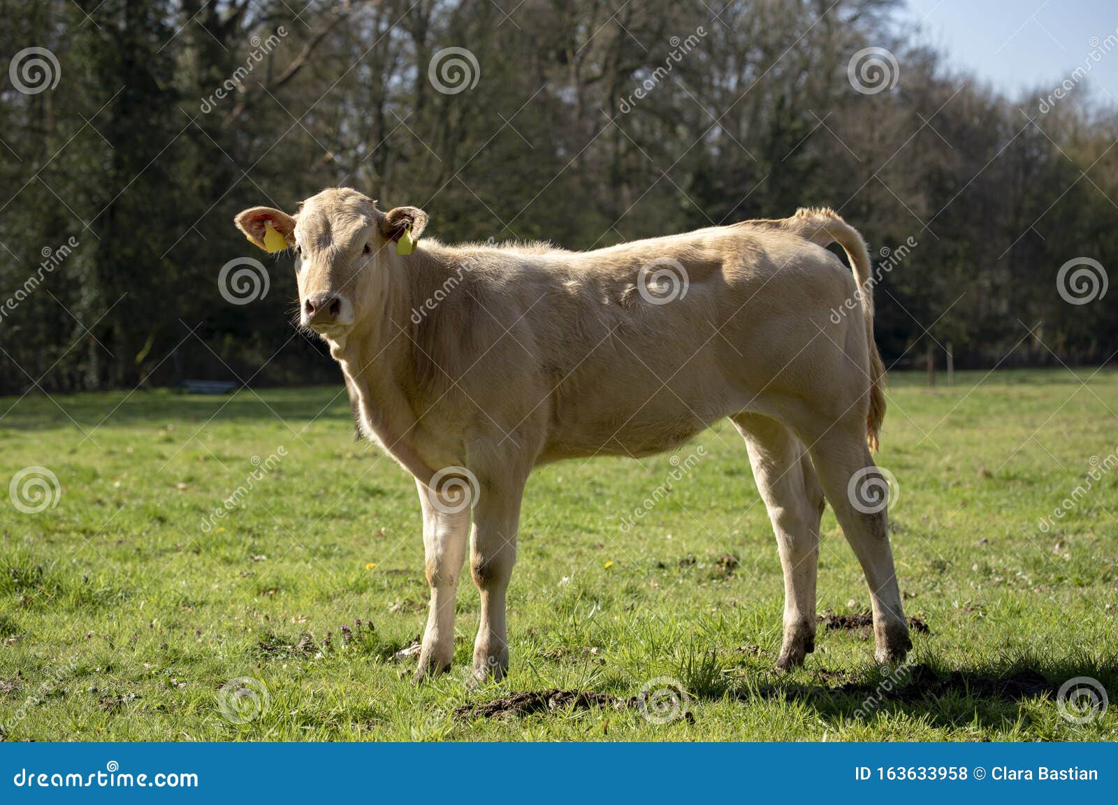 blonde cow, heifer, standing perky on green grass in a meadow, pasture, trees at the background