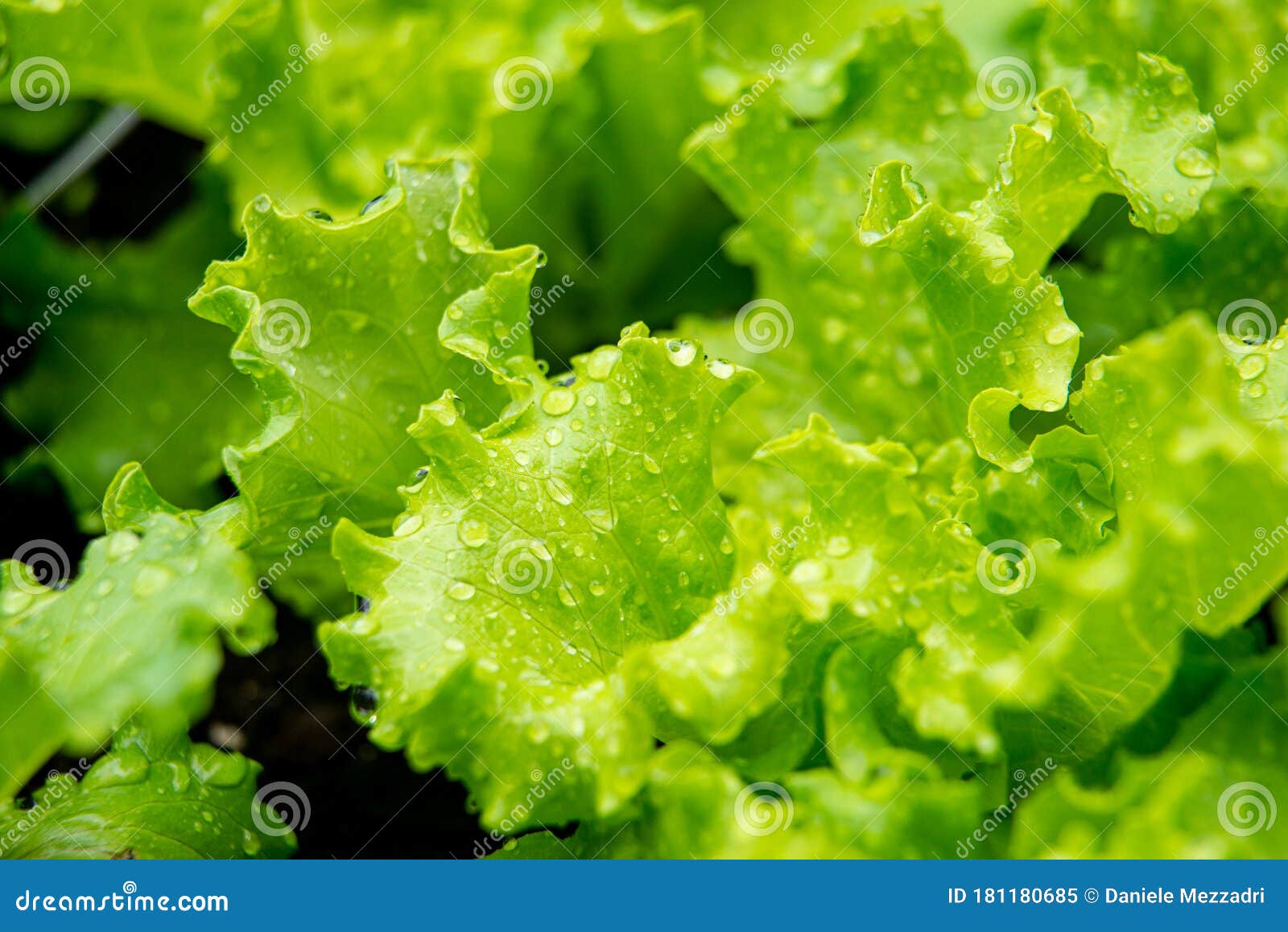 Blonde curly leaf lettuce stock image. Image of vegetables 181180685