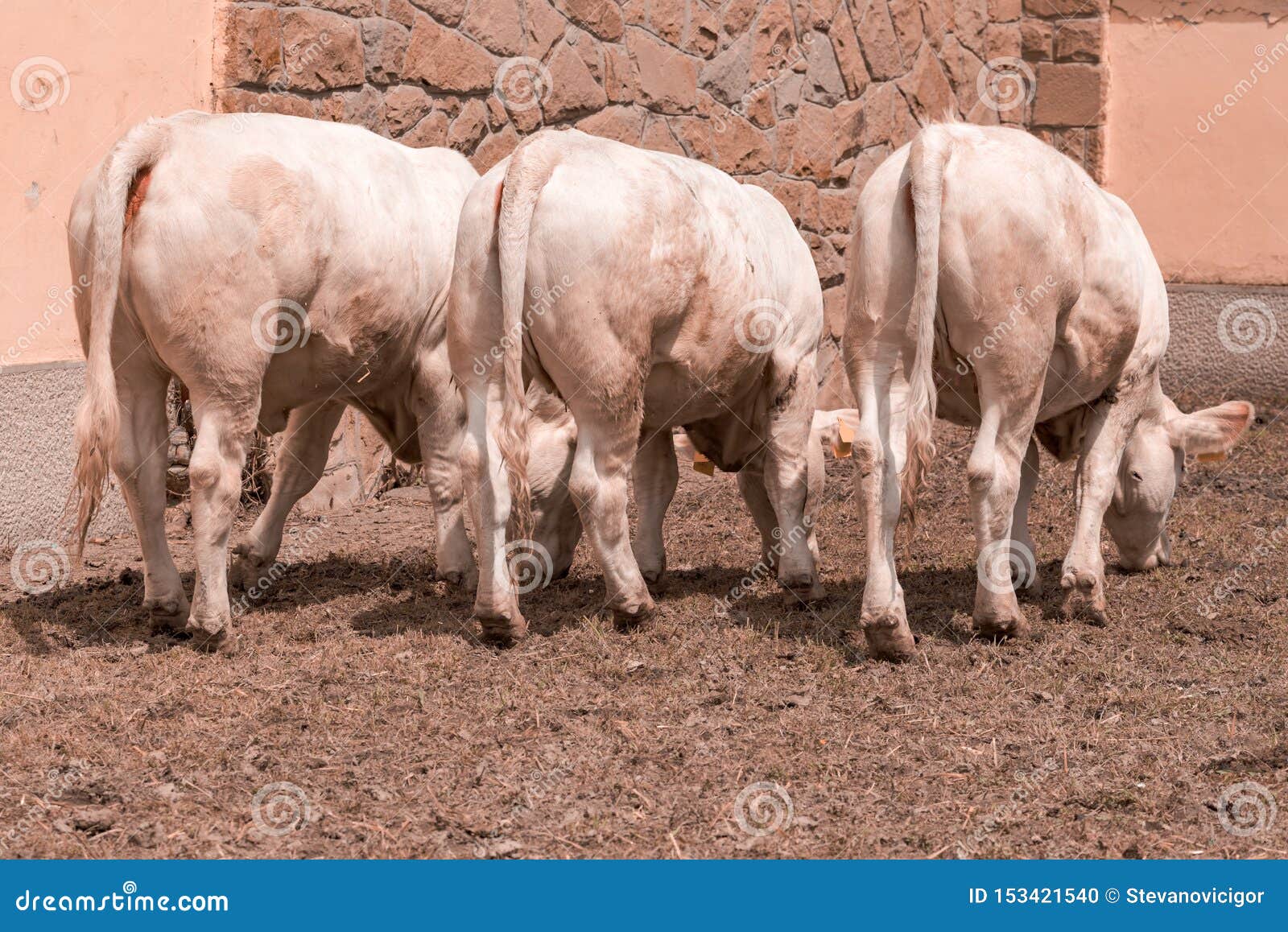 Blonde Holstein Cattle - wide 8