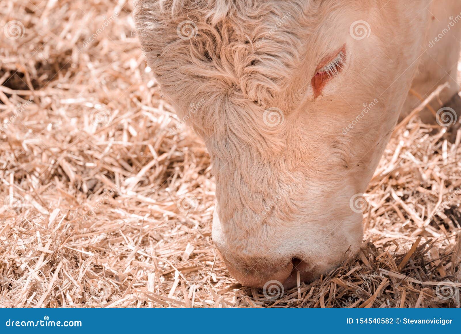 Blonde Holstein Cattle - wide 4