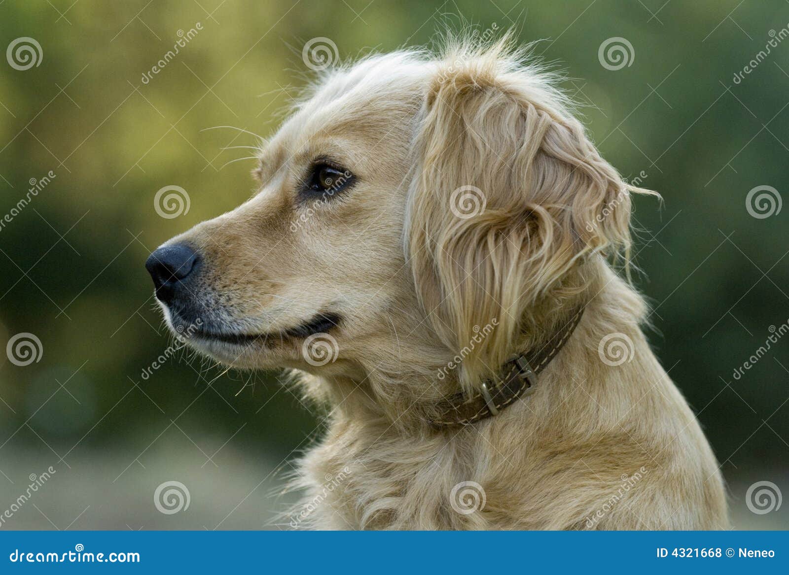 Blonde Dog stock photo. Image of creature, animals, glasses 4321668