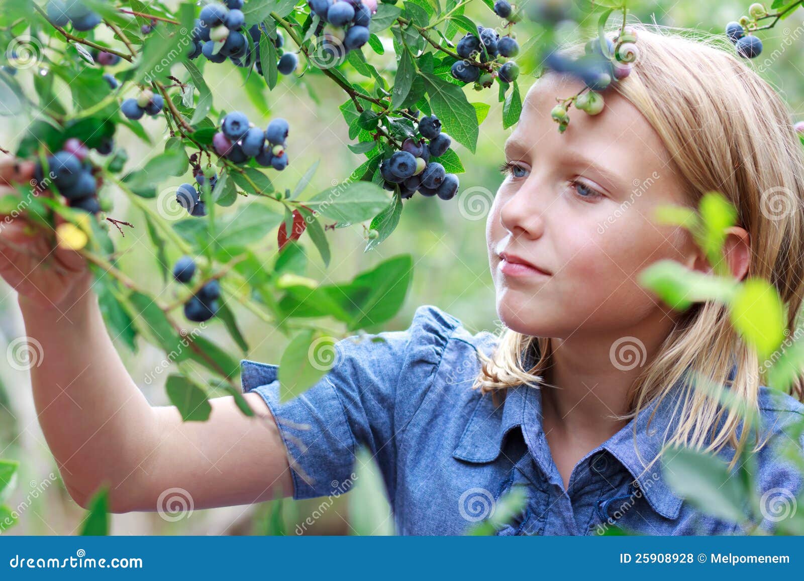 Blonde Girl Picking Blueberries Stock Photo Image of female, cute