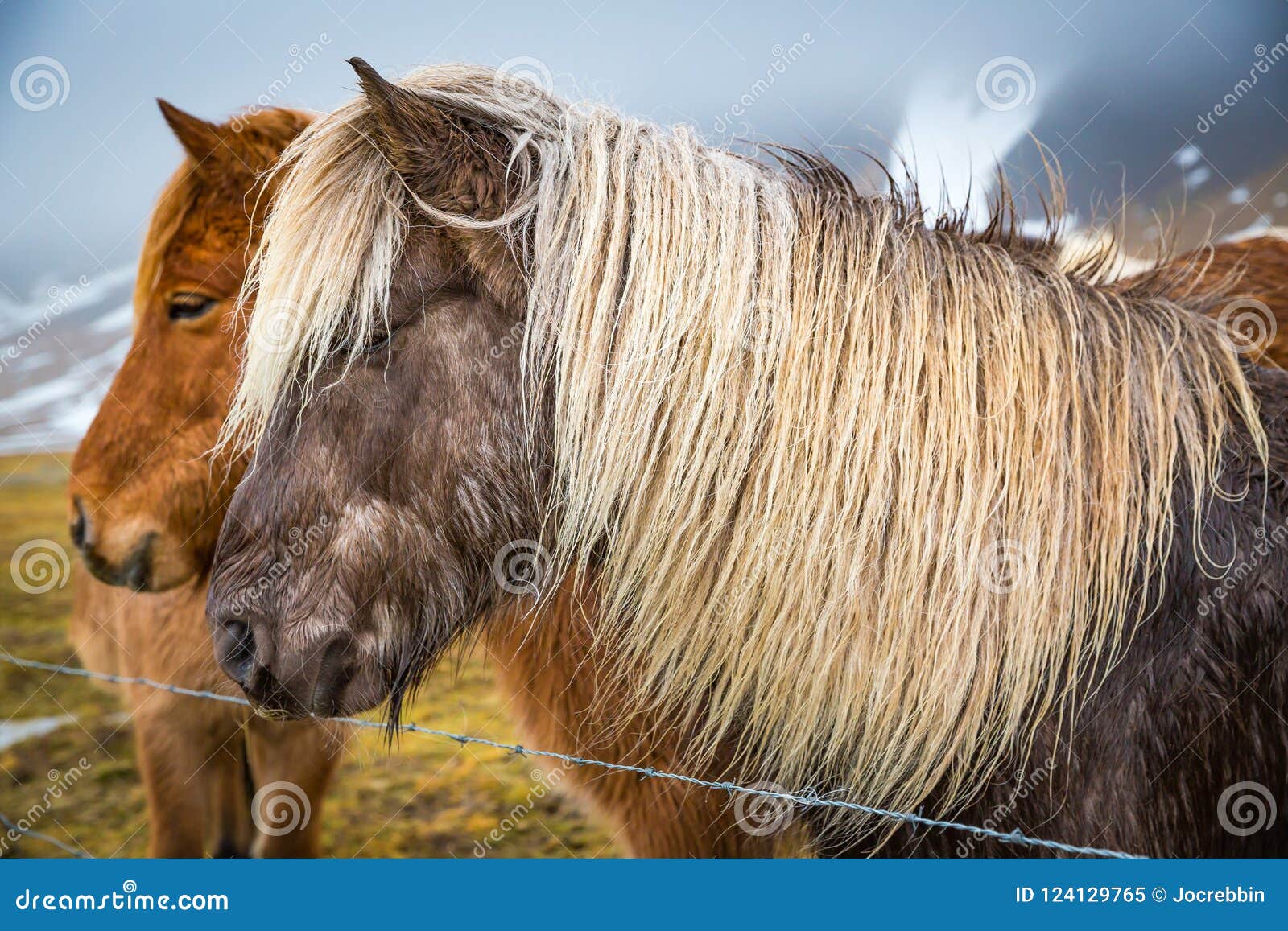 Pferd Mit Blonder Mähne