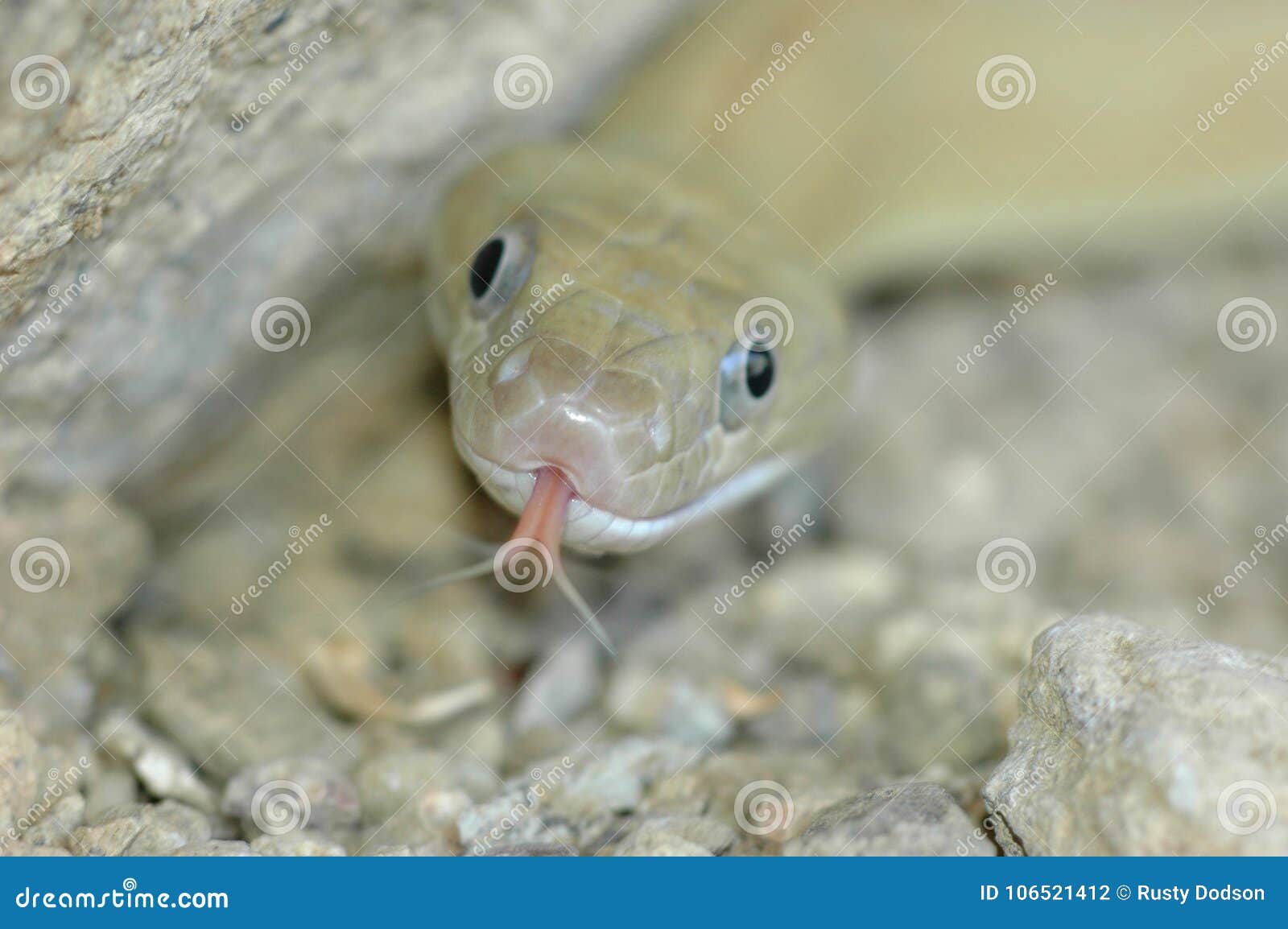 look at this silly snake