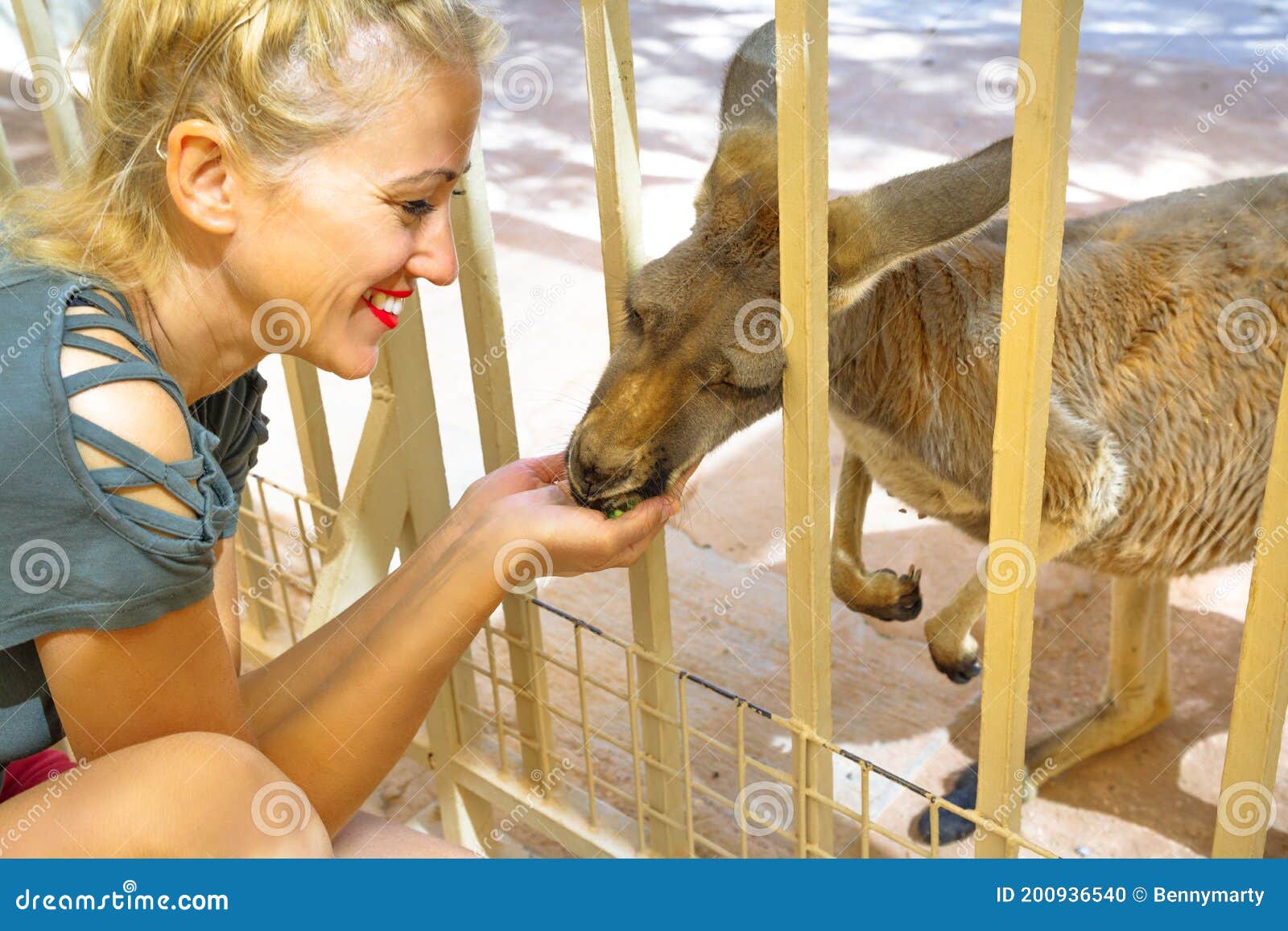 Feeding A Kangaroo Royalty-Free Stock Photography Biology Diagrams