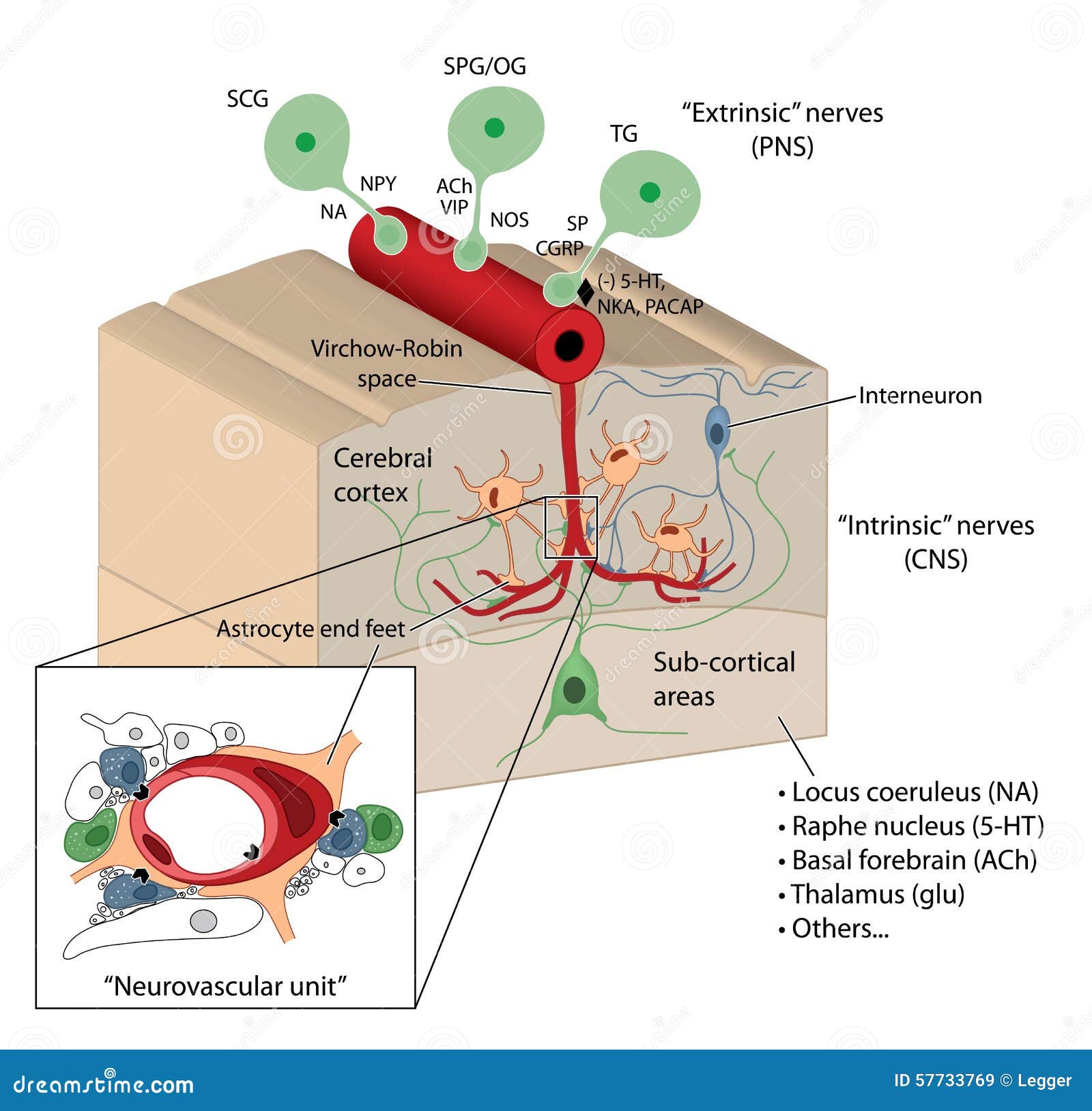 blood brain barrier