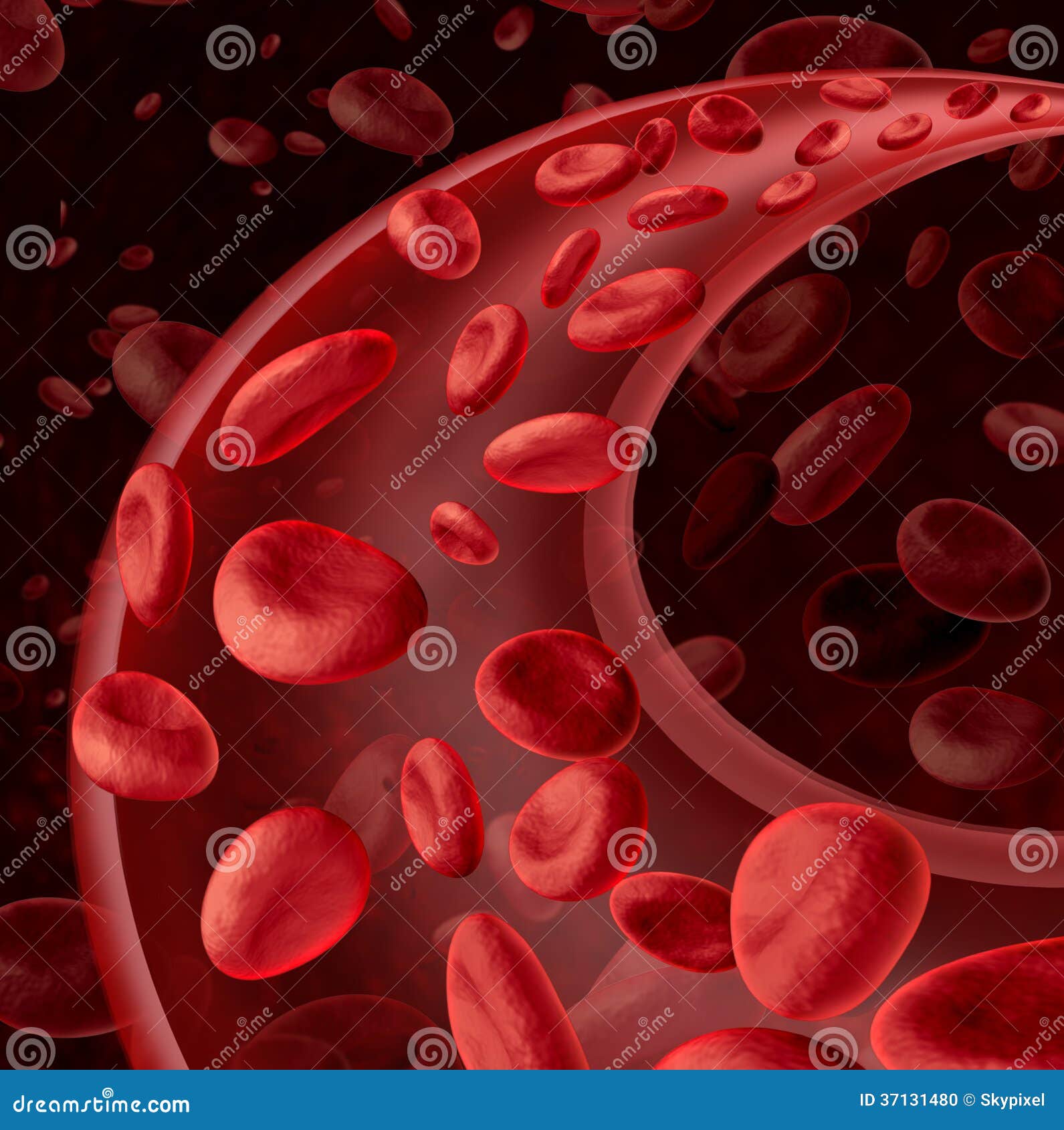 blood cells circulation