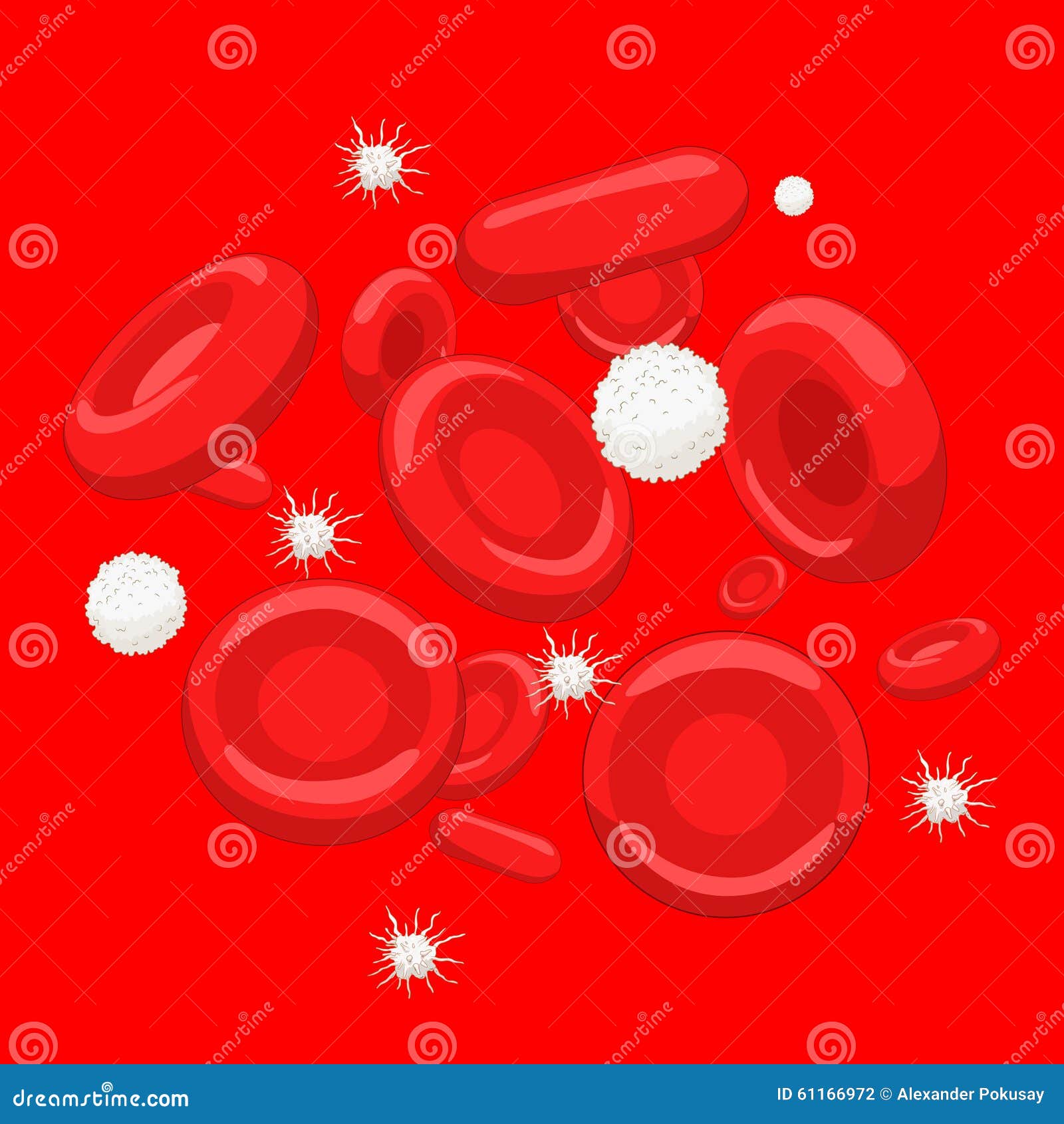 blood cells erythrocyte platelet leukocyte 
