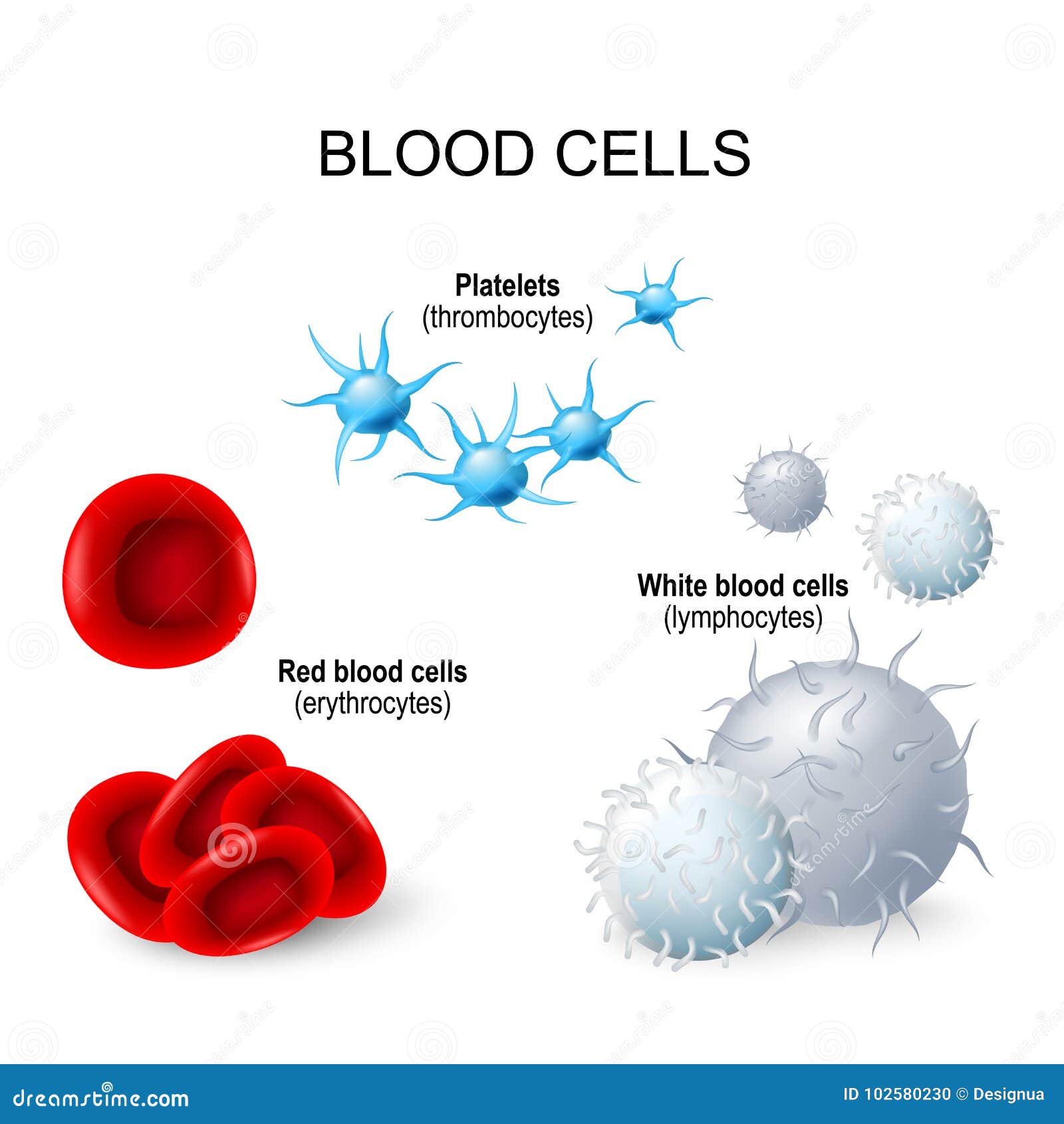 blood cells: platelets, white blood cells and red blood cells