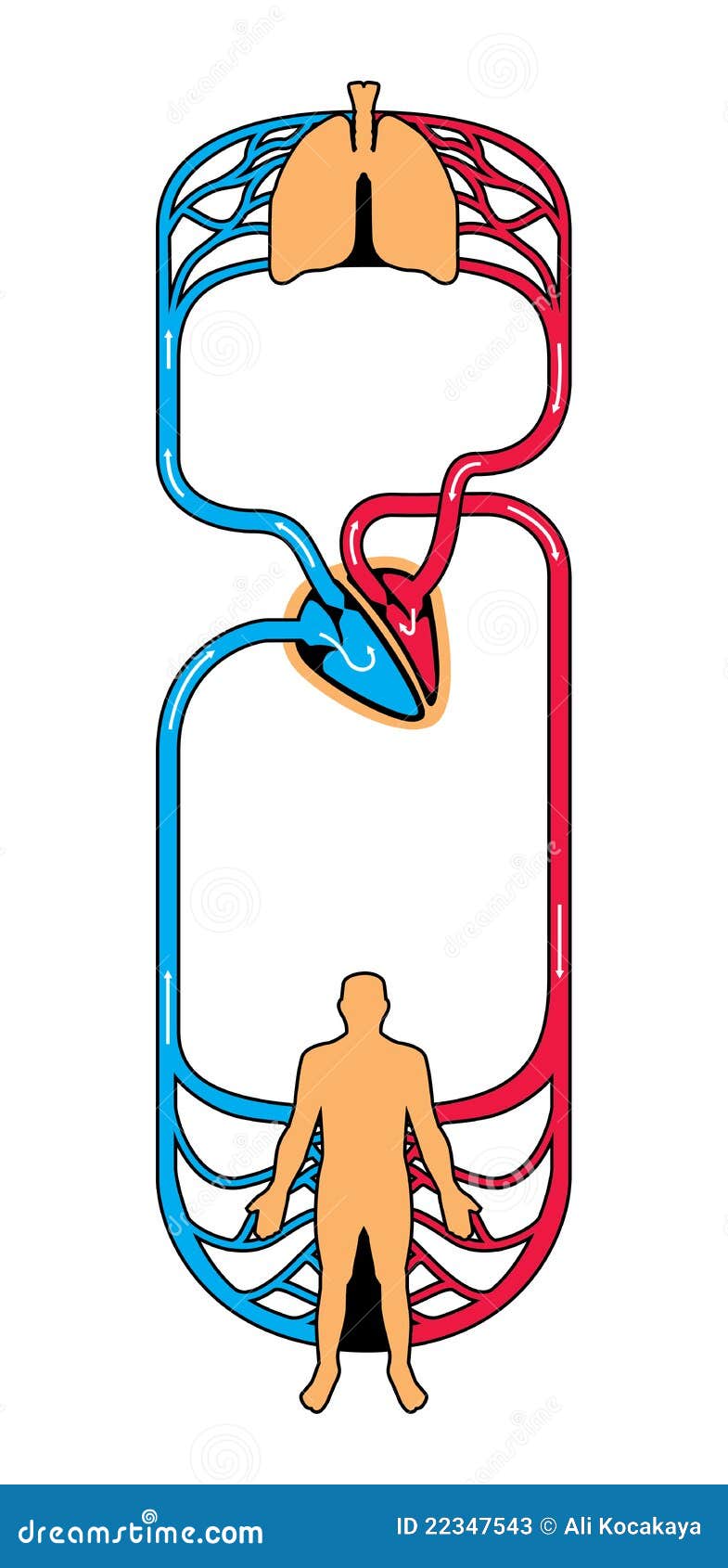Human Arterial Circulatory System Anatomy Of Human Body Vector Biology Diagrams
