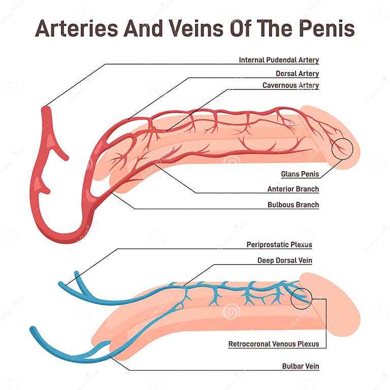 Blood circulation of the penis male reproductive organ with artery and