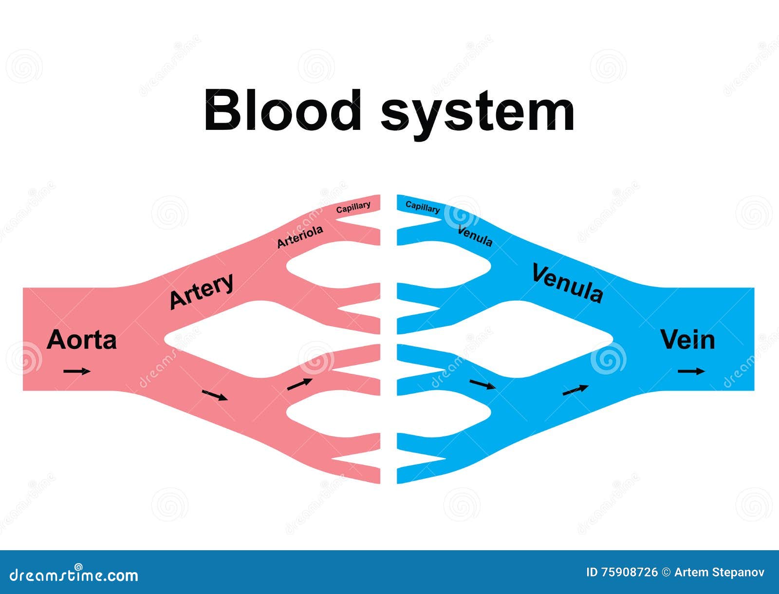 blood circulation system