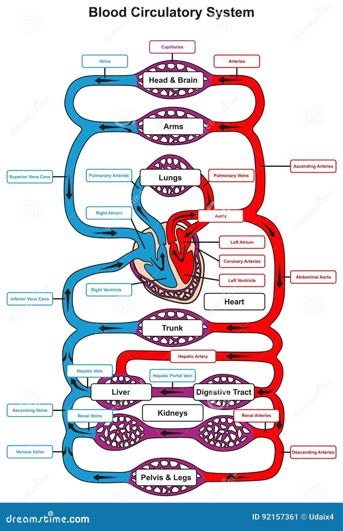 Blood Circulatory System Of Human Body Cartoon Vector | CartoonDealer