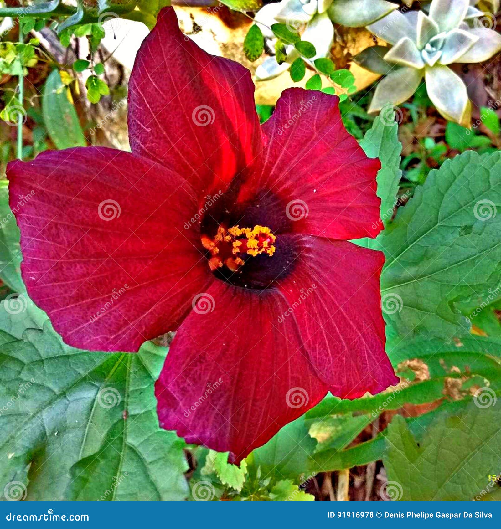 Blood colored flower stock photo. Image of color, colored 91916978