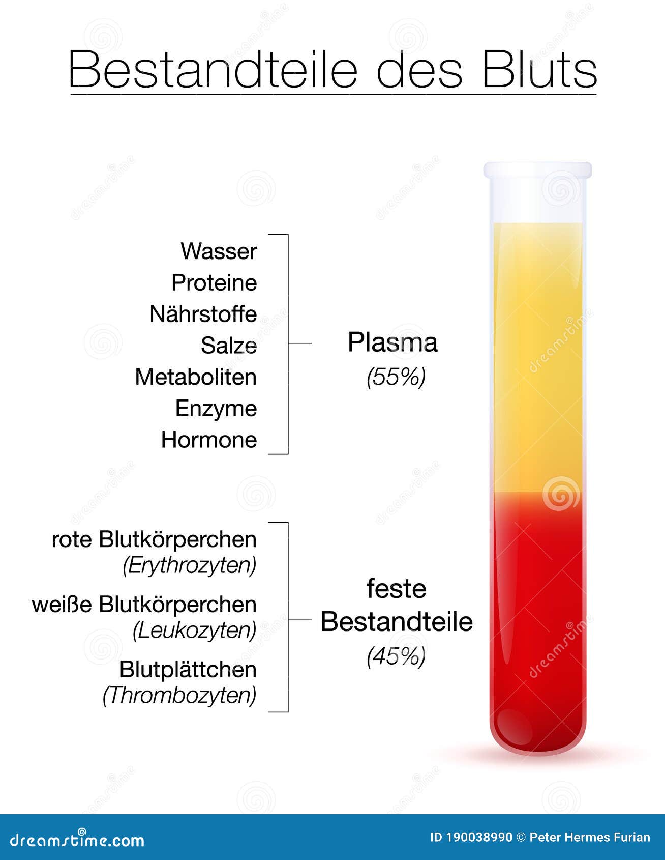 blood components german names plasma red white blood cells