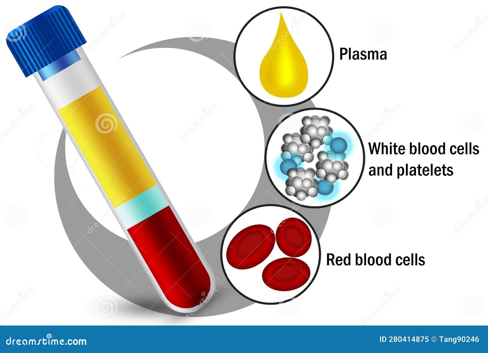 blood-components-of-red-blood-cells-white-blood-cells-platelets-and-plasma-stock-illustration