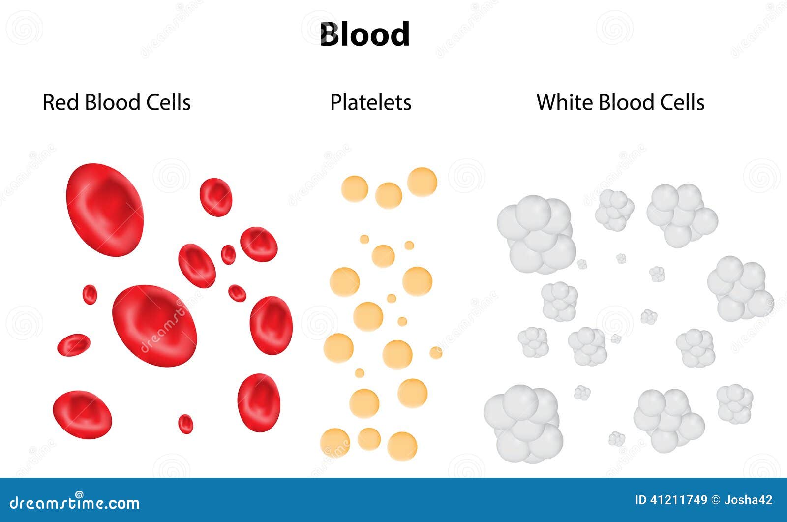 Blood Composition, Leukocytes, Platelets And Erythrocytes Cartoon ...