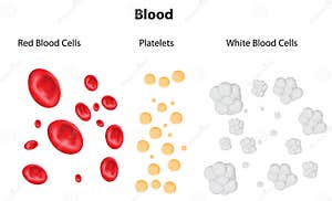Blood Composition Platelets Red Blood erythrocytes And White Blood Cells leukocytes