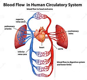 Circulatory System Blood Flow Diagram