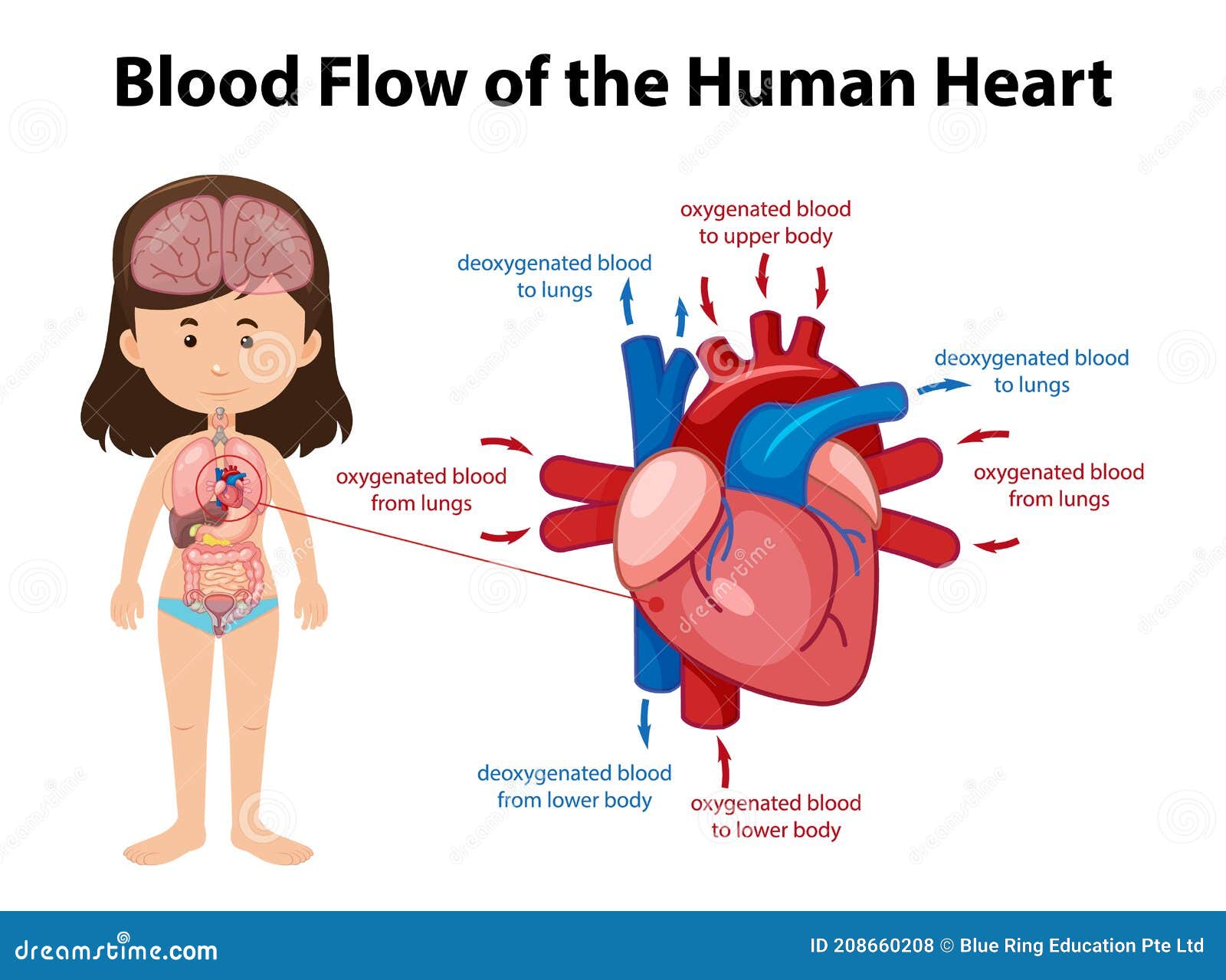 Heart Diagrams For Kids
