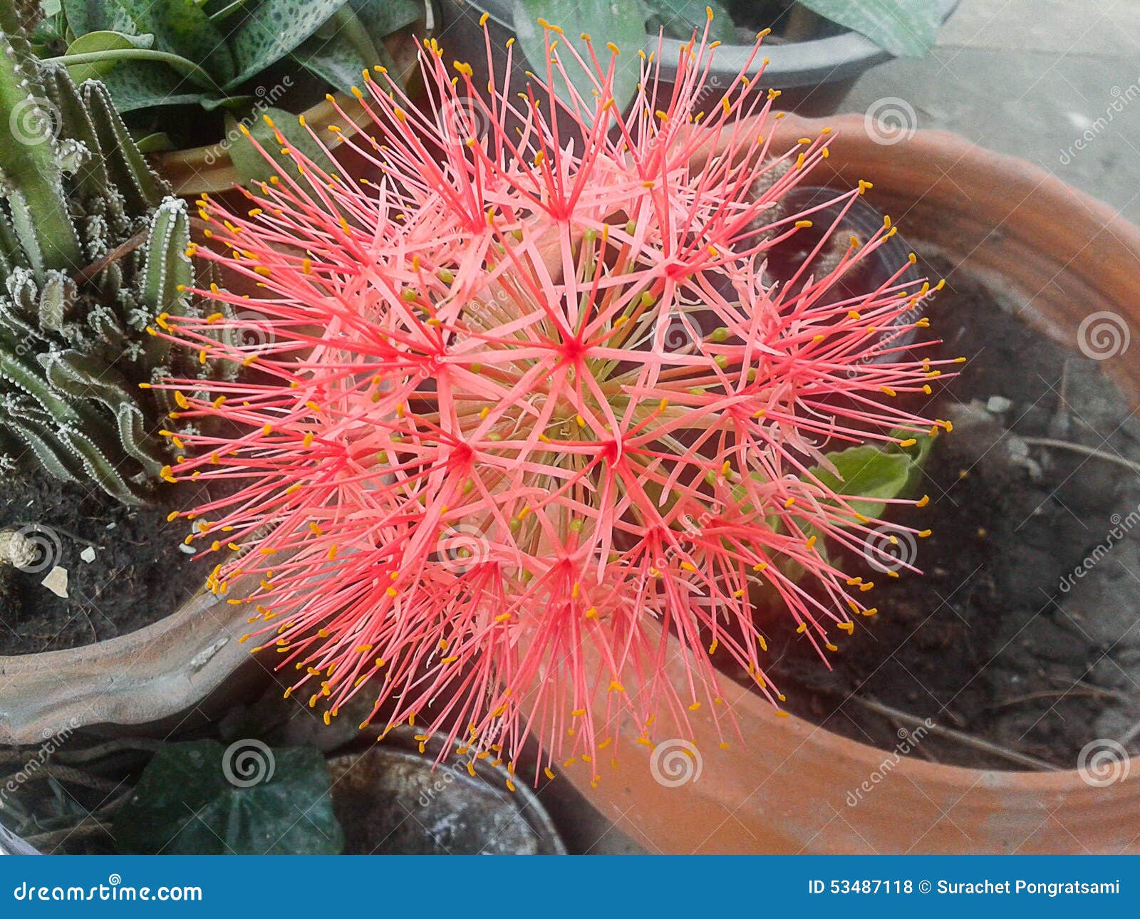 Blood flower stock photo. Image of beauty, bloom, haemanthus 53487118