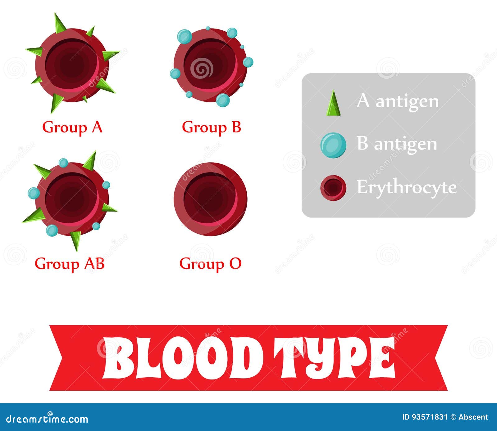 blood group. blood type.