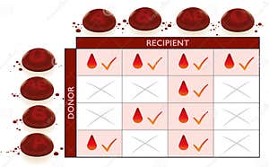 Blood Groups Universal Donor Recipient Transfusion Chart Cartoon Vector CartoonDealer