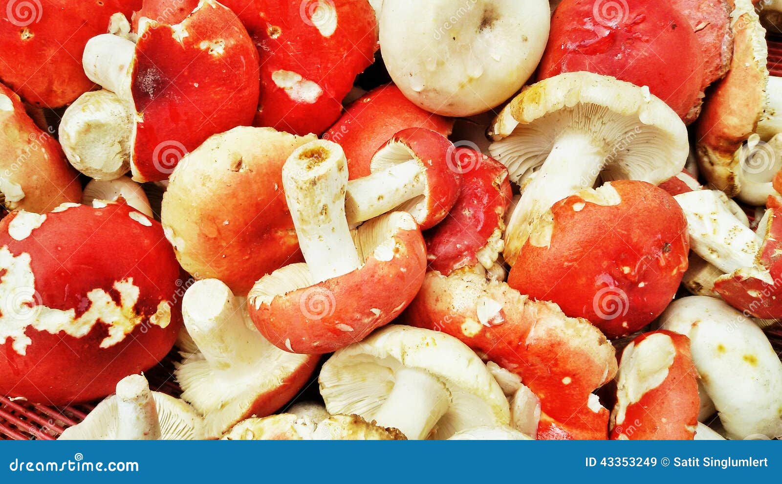 Blood mushroom stock image. Image of mushroom, blood 43353249