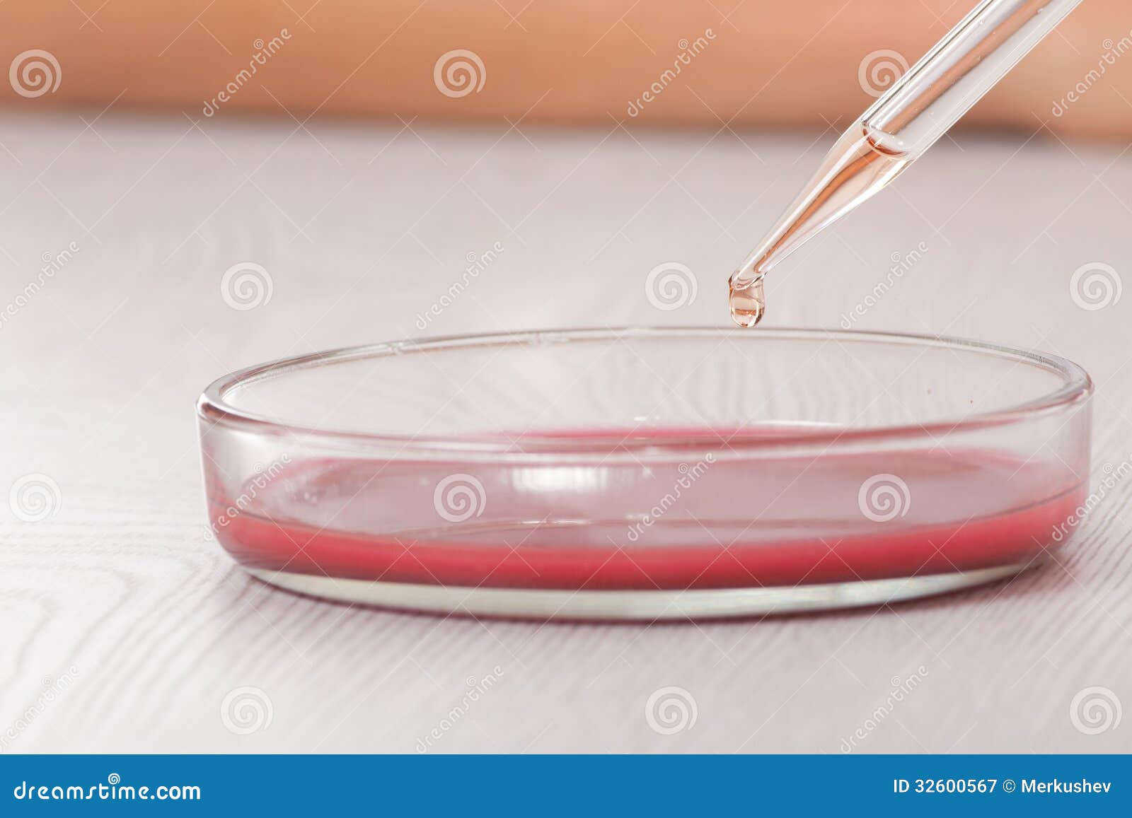 Blood in petri dishes stock image. Image of bacteria 32600567