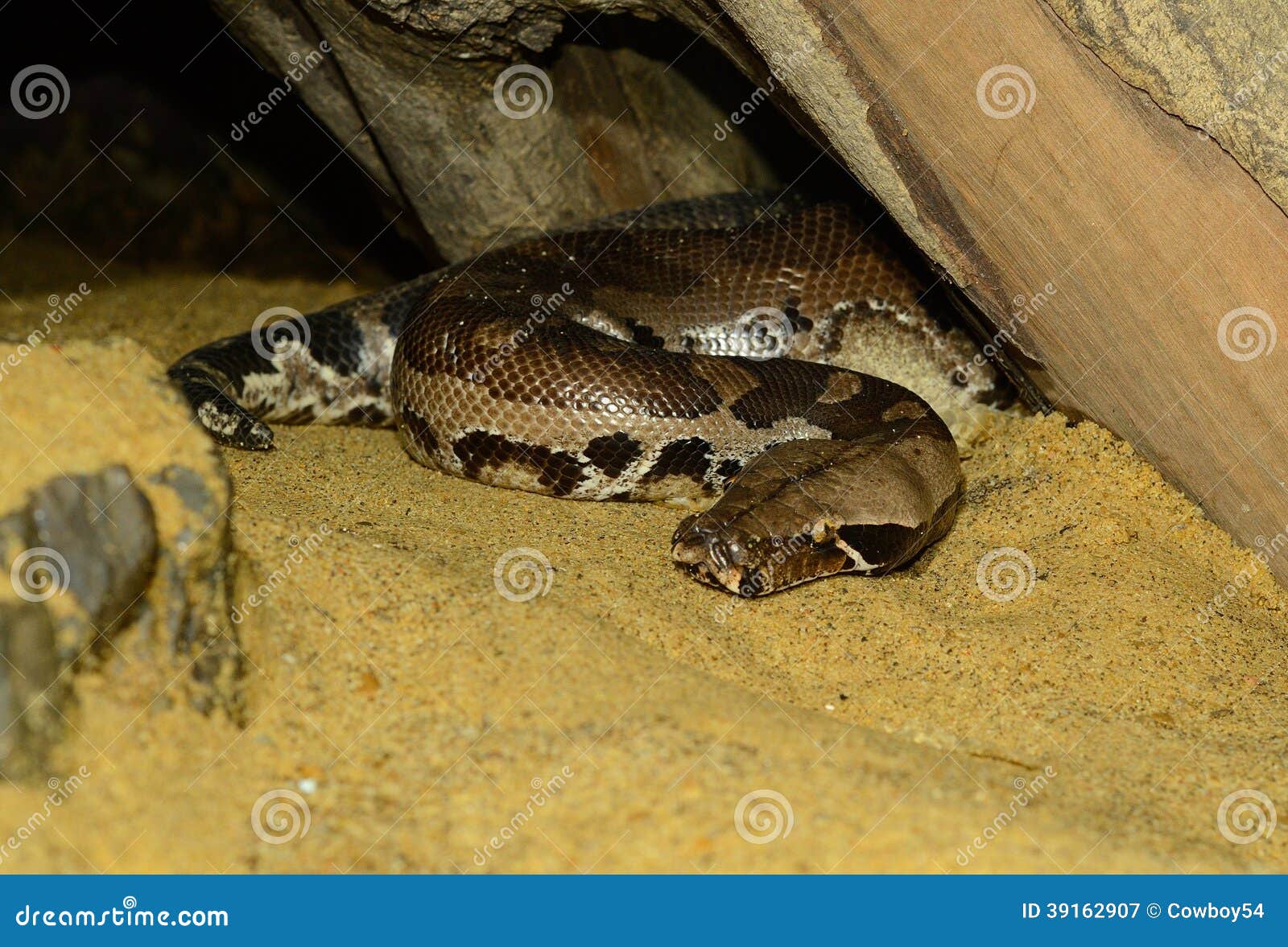 blood python (python curtus)