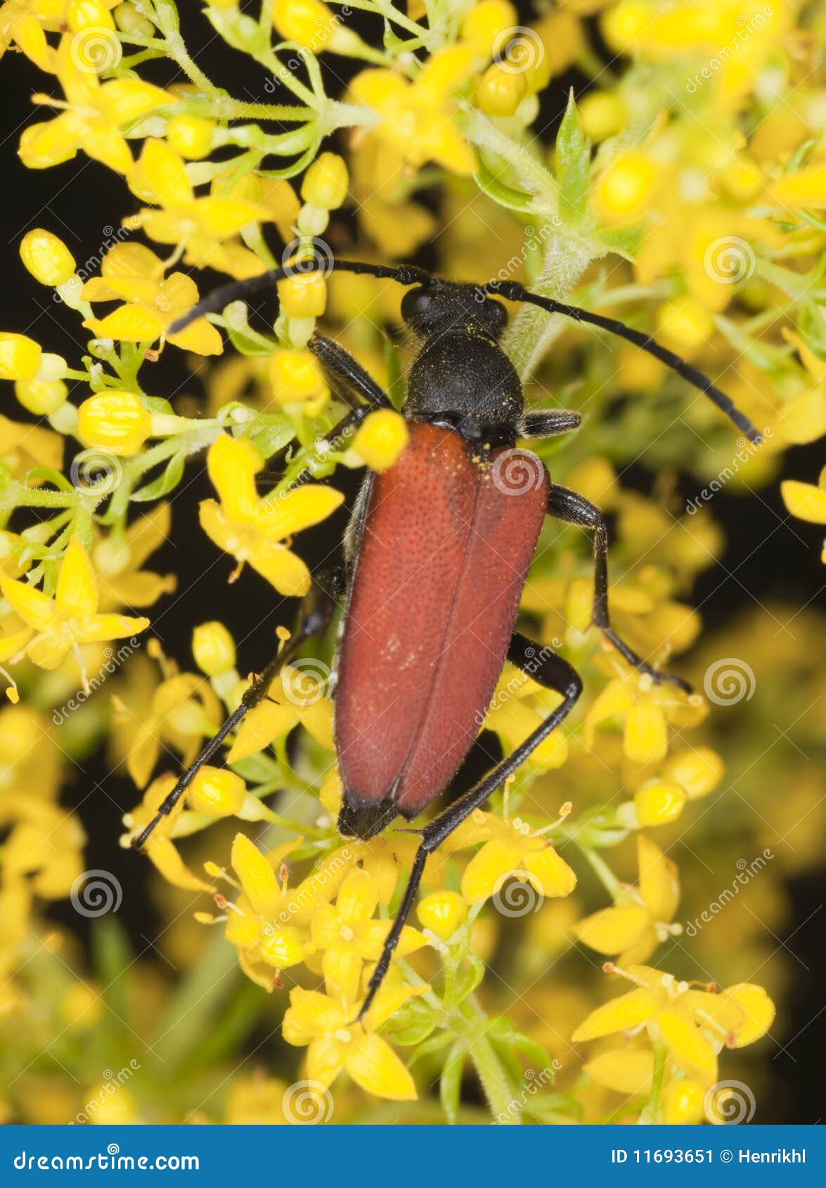 blood-red longhorn beetle